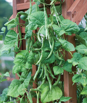 Burpee Kentucky Blue pole bean harvest-ready pods on lush, vigorous vines.