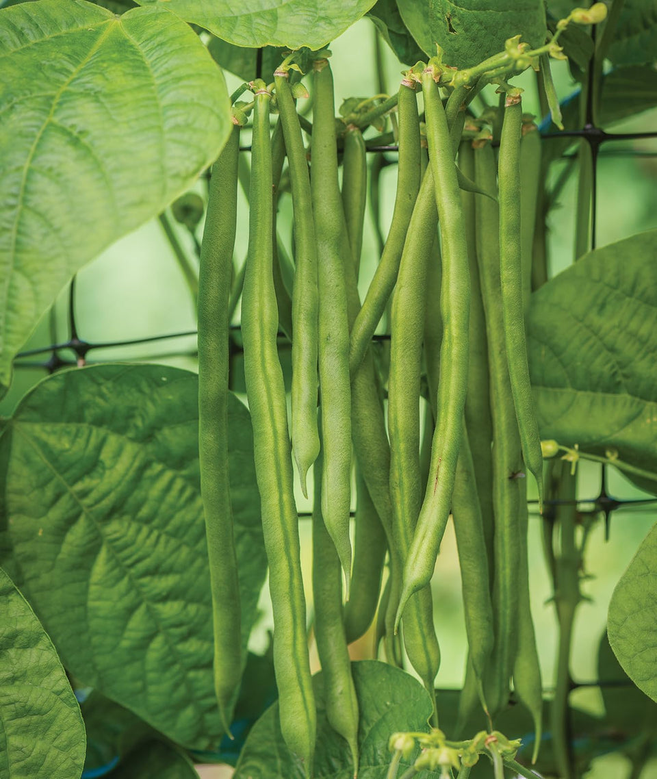 Burpee Kentucky Blue pole bean seeds 8oz packet for a bountiful garden start.
