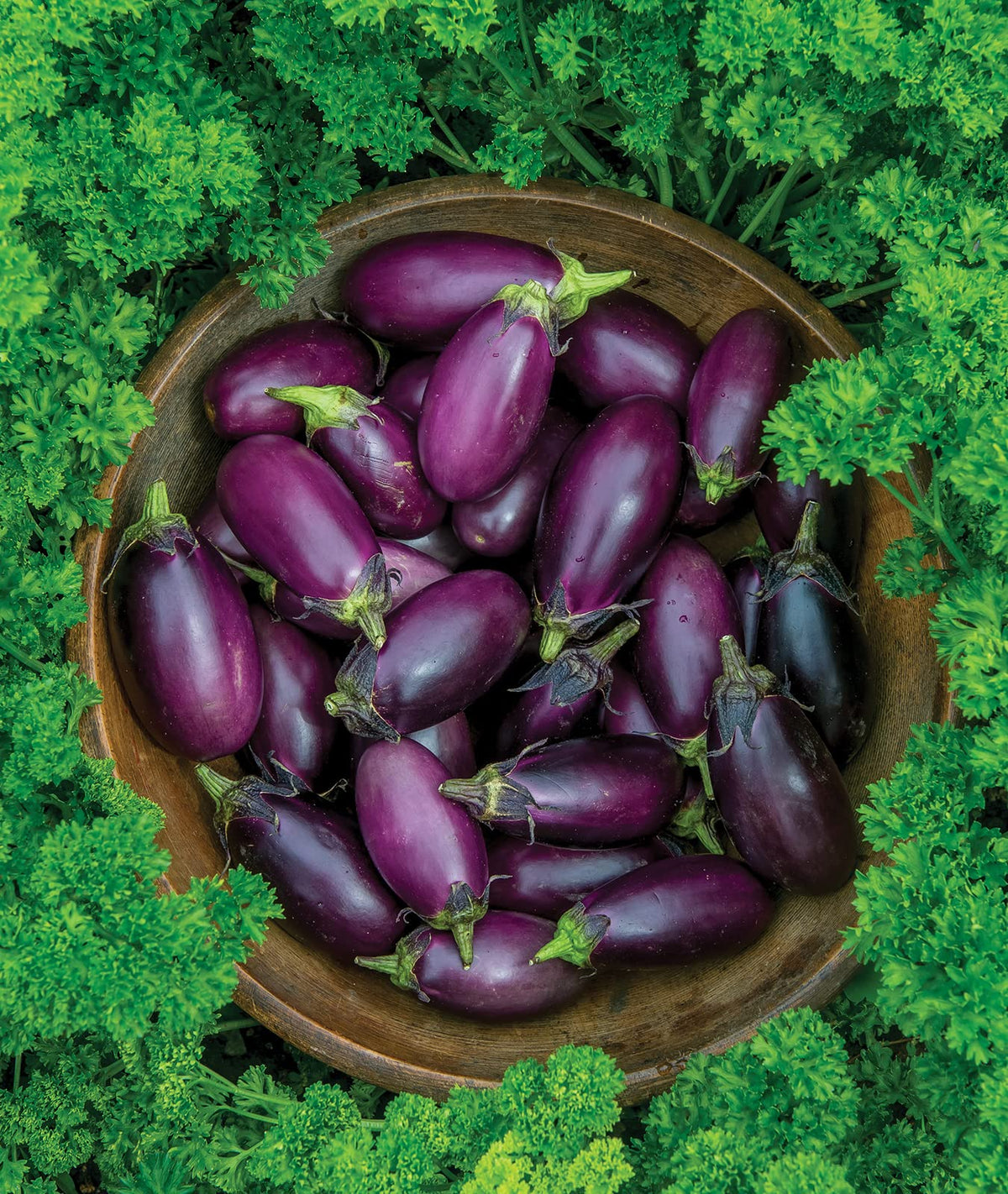 Burpee Patio Baby Eggplant harvest-ready baby fruits for salads.