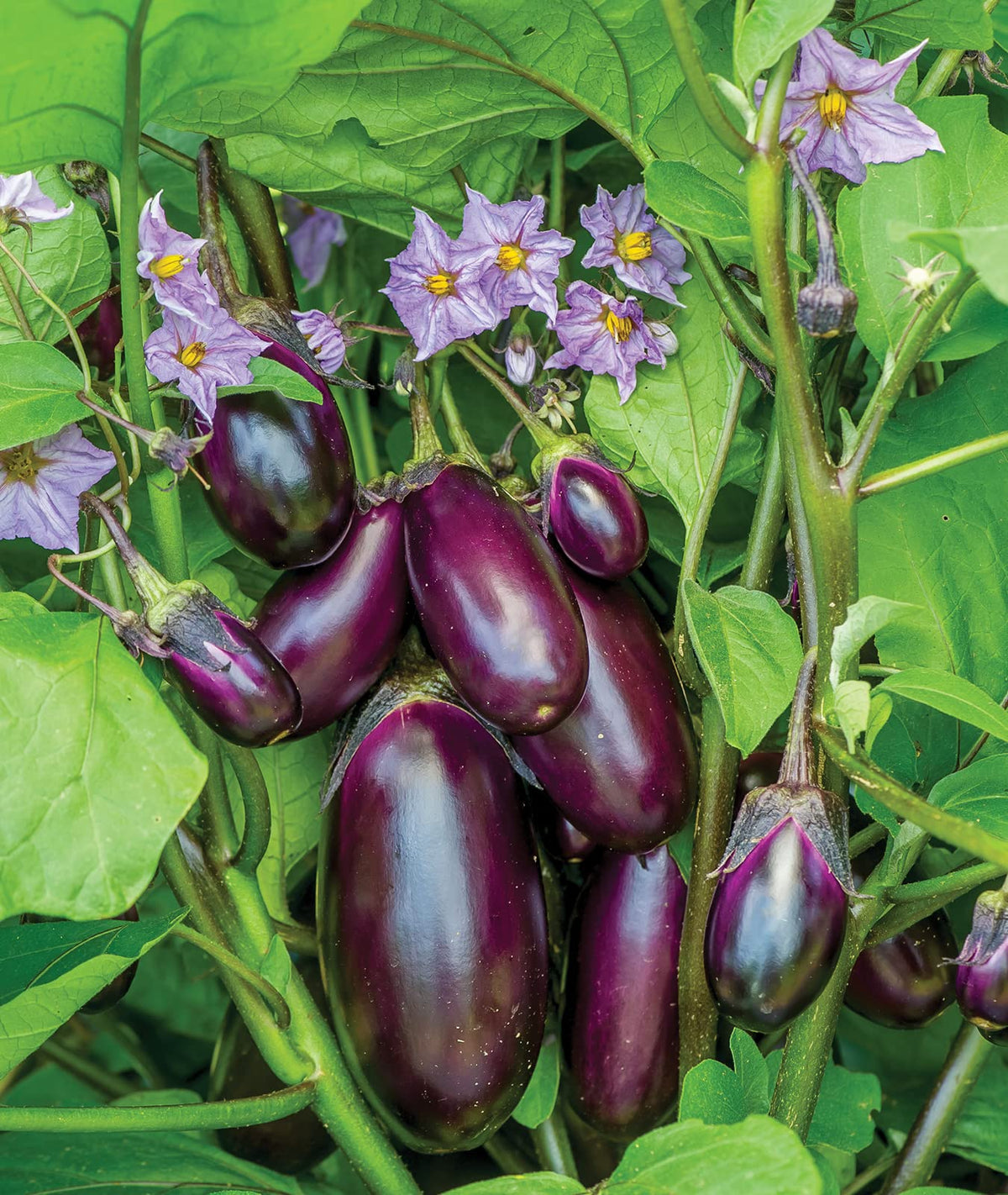 Burpee Patio Baby Eggplant pale lavender blooms hint at harvest.