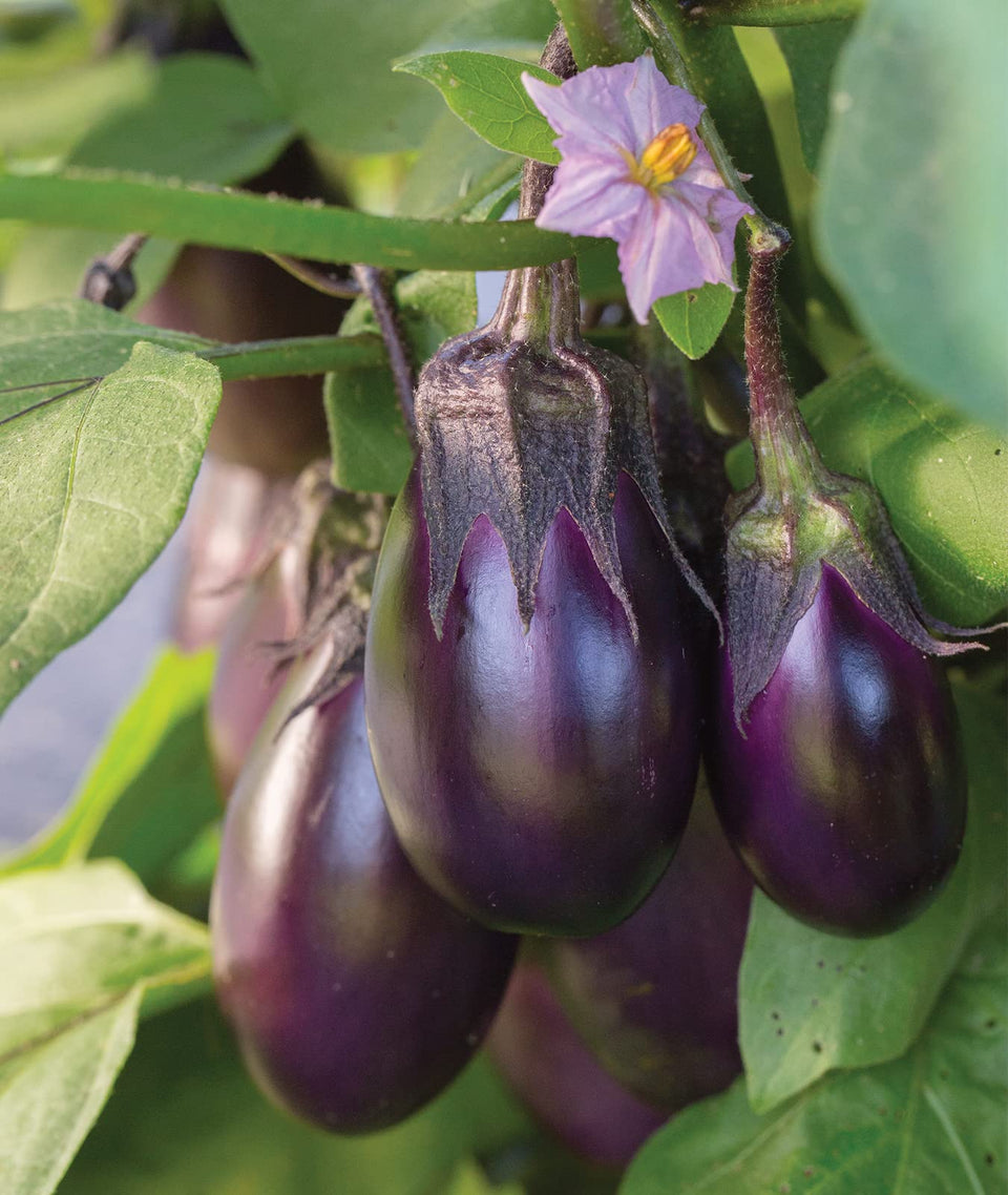 Burpee Patio Baby Eggplant seed packet for prolific patio harvests.