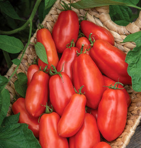 Burpee San Marzano 4oz paste tomato fruits ideal for canning or drying.