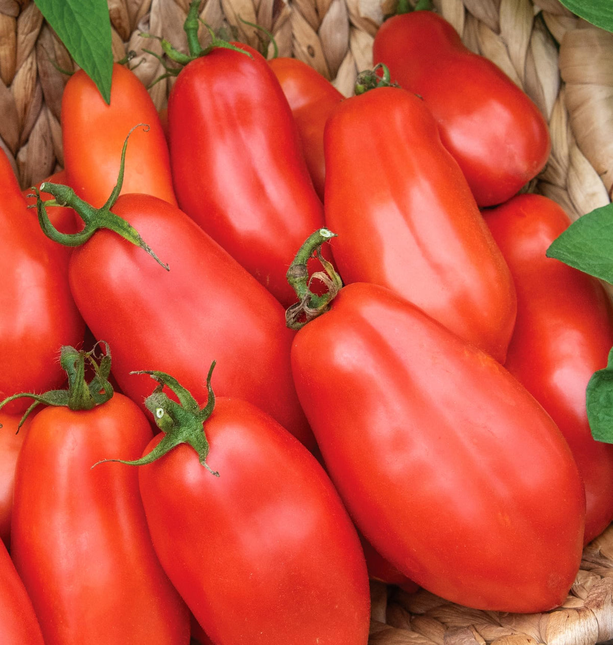 Burpee San Marzano paste tomato seeds packet for home gardening success.
