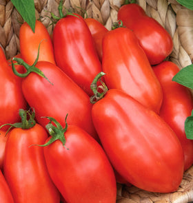 Burpee San Marzano paste tomato seeds packet for home gardening success.