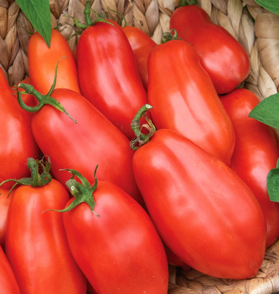 Burpee San Marzano paste tomato seeds packet for home gardening success.