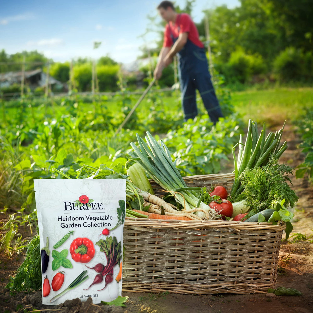 Burpee seed packets displaying growing instructions for beginners.