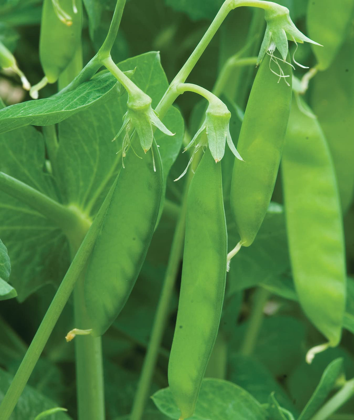 Burpee Seed Starting Kit image paired with these seeds for garden success.