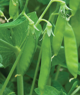 Burpee Seed Starting Kit image paired with these seeds for garden success.