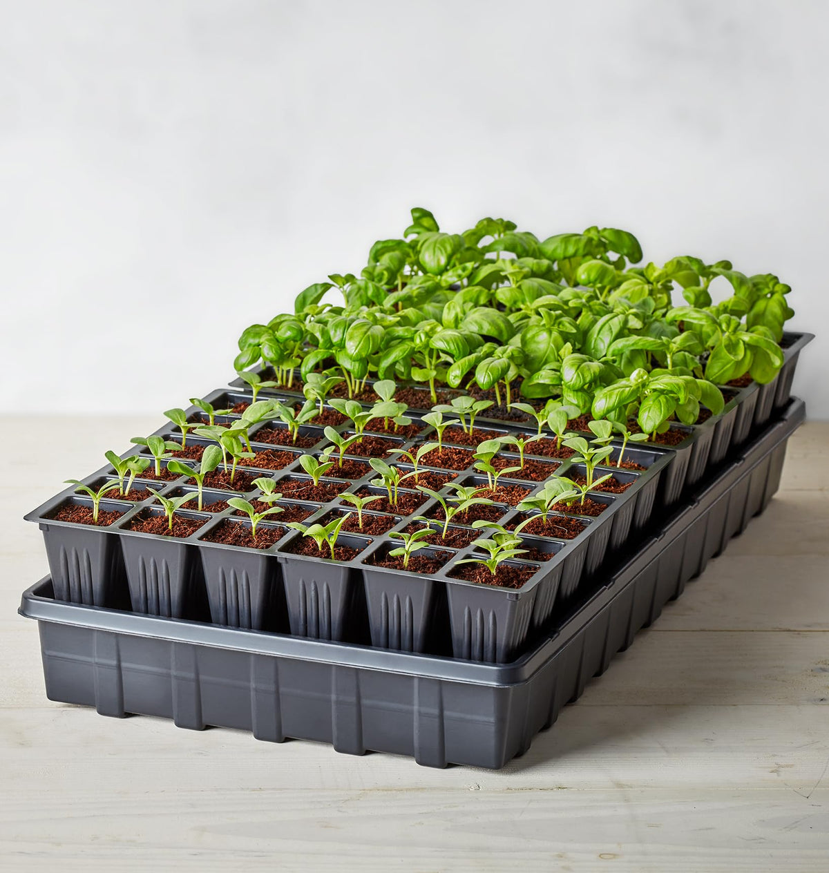 Burpee seed starter trays (two 36-cell) support efficient indoor germination.