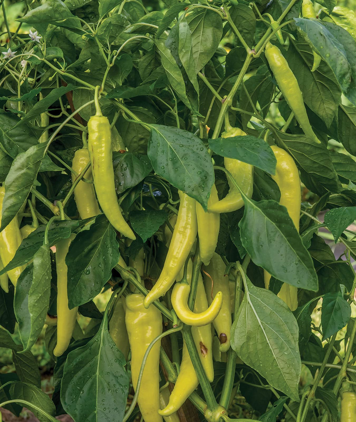 Burpee seed starting kit supports reliable germination and healthy seedlings.