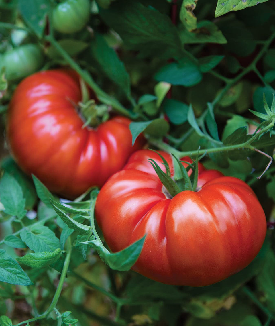 Burpee SteakHouse Hybrid seed packet for home gardens.