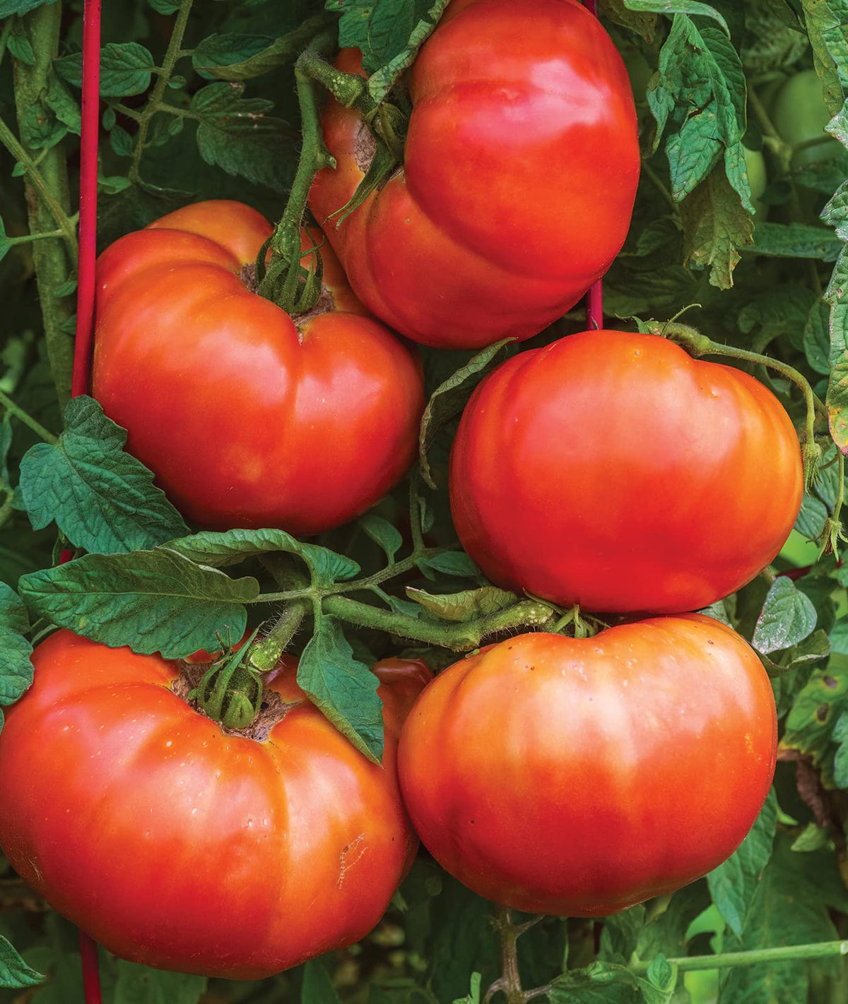 Burpee SteakHouse Hybrid seed starting kit supports early germination.