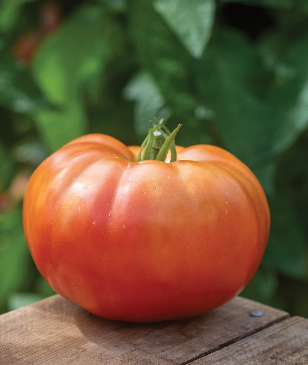 Burpee SteakHouse Hybrid tomato cages help sturdy, productive vines.