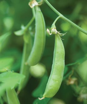 Burpee Sugar Snap Pea germination start indicates a strong garden kickoff.