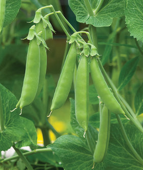 Burpee Sugar Snap Pea Seeds packet ready for quick home garden planting.
