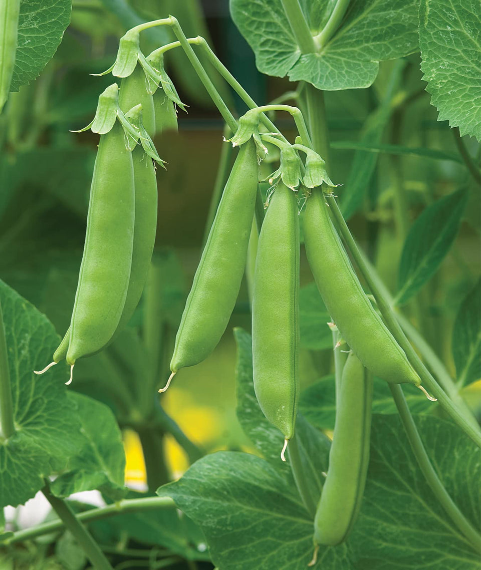 Burpee Sugar Snap Pea Seeds packet ready for quick home garden planting.