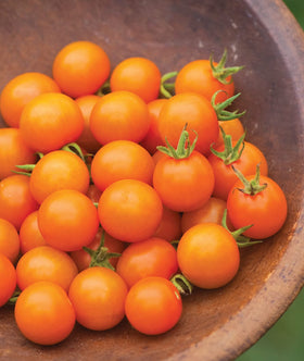 Burpee Sun Gold tomato plant supported by a cage for steady yields.
