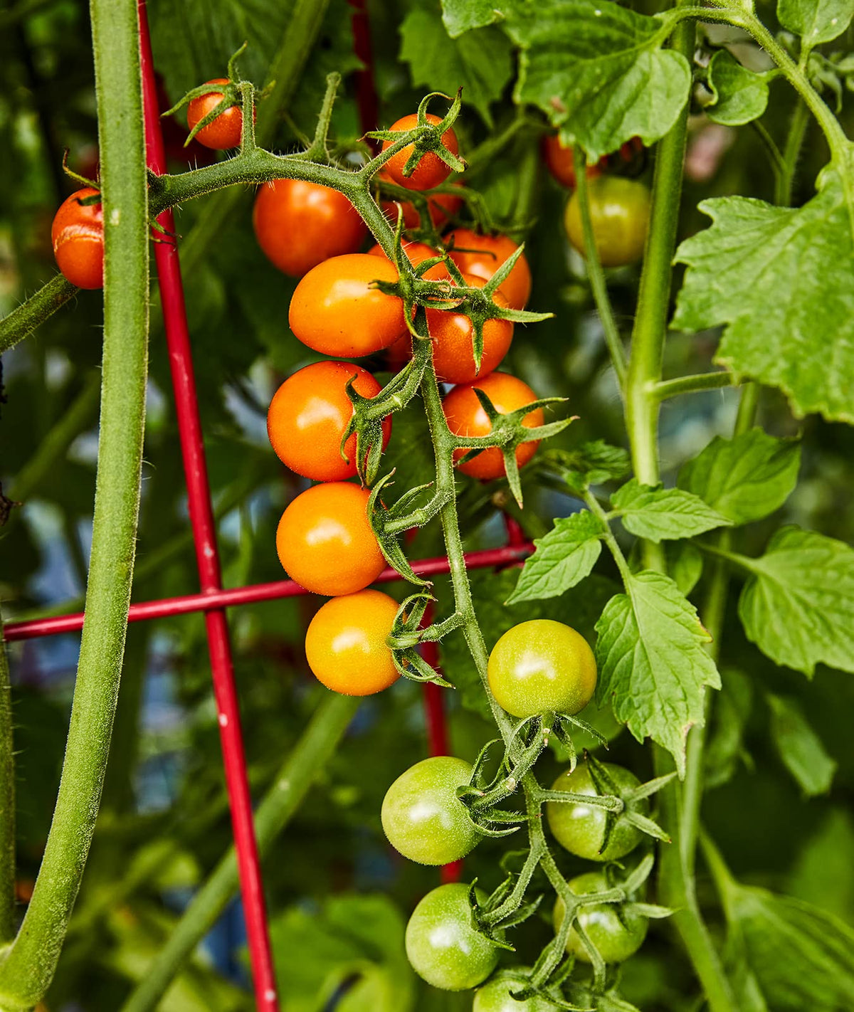 Burpee Sun Gold tomatoes in a salad bowl ready to brighten dishes.