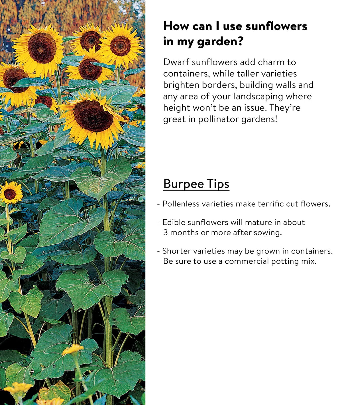 Burpee Sunforest Mix in a sunny backyard, a playful garden backdrop.