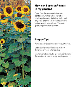 Burpee Sunforest Mix in a sunny backyard, a playful garden backdrop.