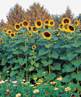 Burpee Sunforest Mix seeds ready to grow a tall, vibrant sunflowers display.