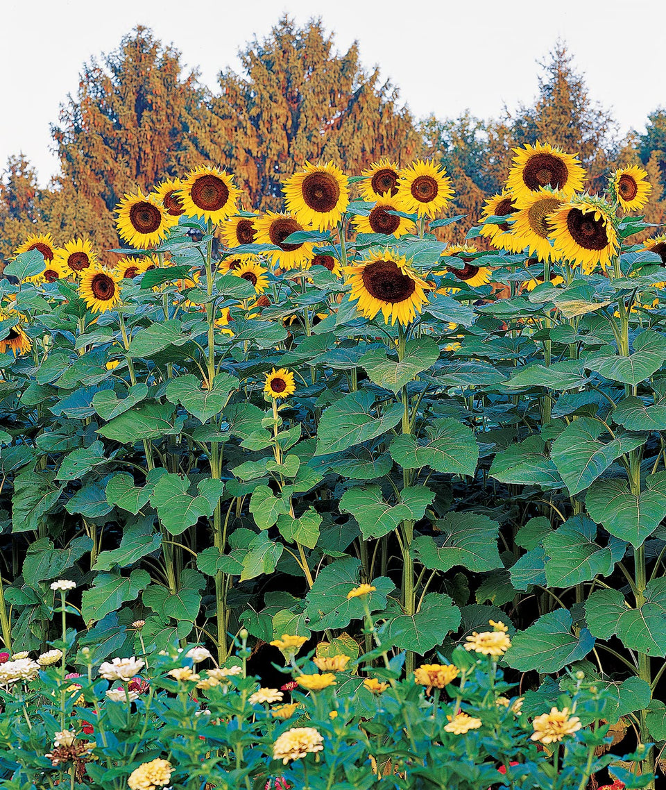 Burpee Sunforest Mix seeds ready to grow a tall, vibrant sunflowers display.