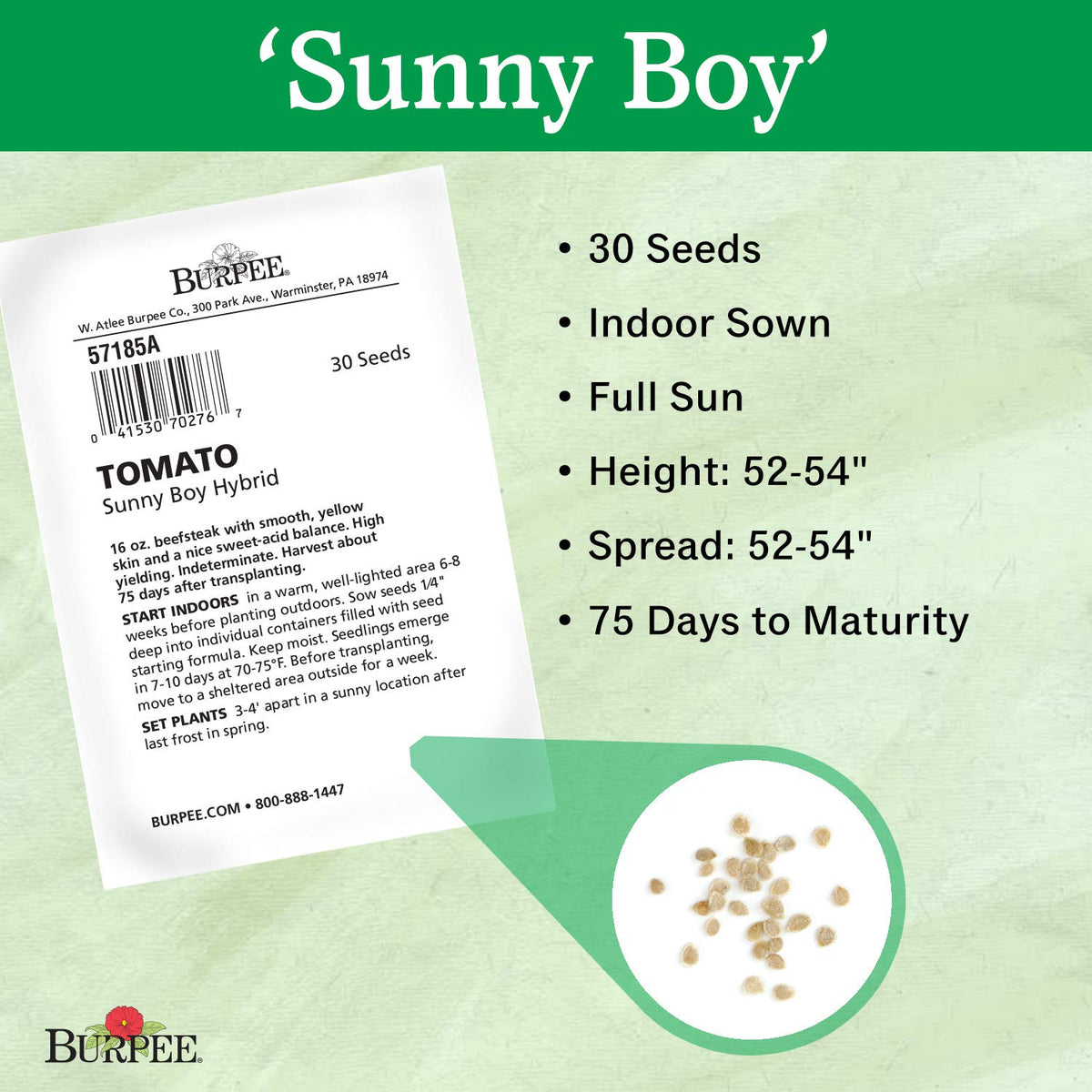 Burpee Sunny Boy seeds are ideal for indoor sowing 6–8 weeks before frost.