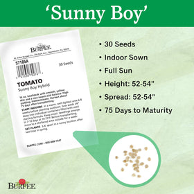Burpee Sunny Boy seeds are ideal for indoor sowing 6–8 weeks before frost.