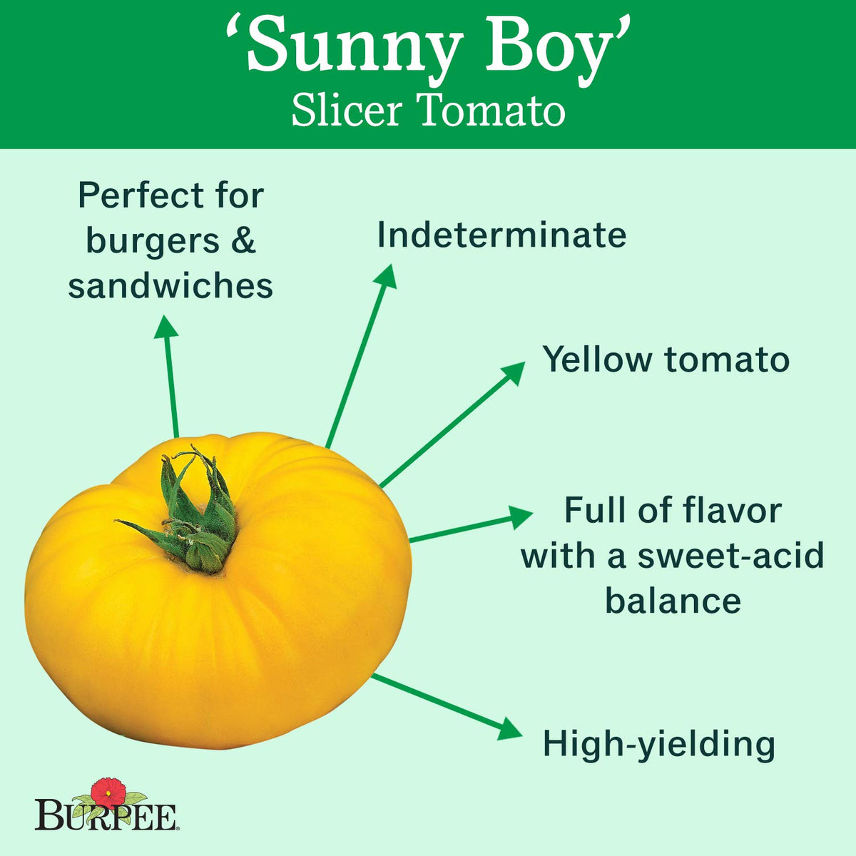 Burpee Sunny Boy yellow beefsteak fruit weighs about 16 oz, great for slicing.