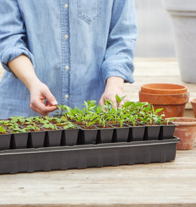 Burpee 72 super growing pellets promote even expansion and root development.