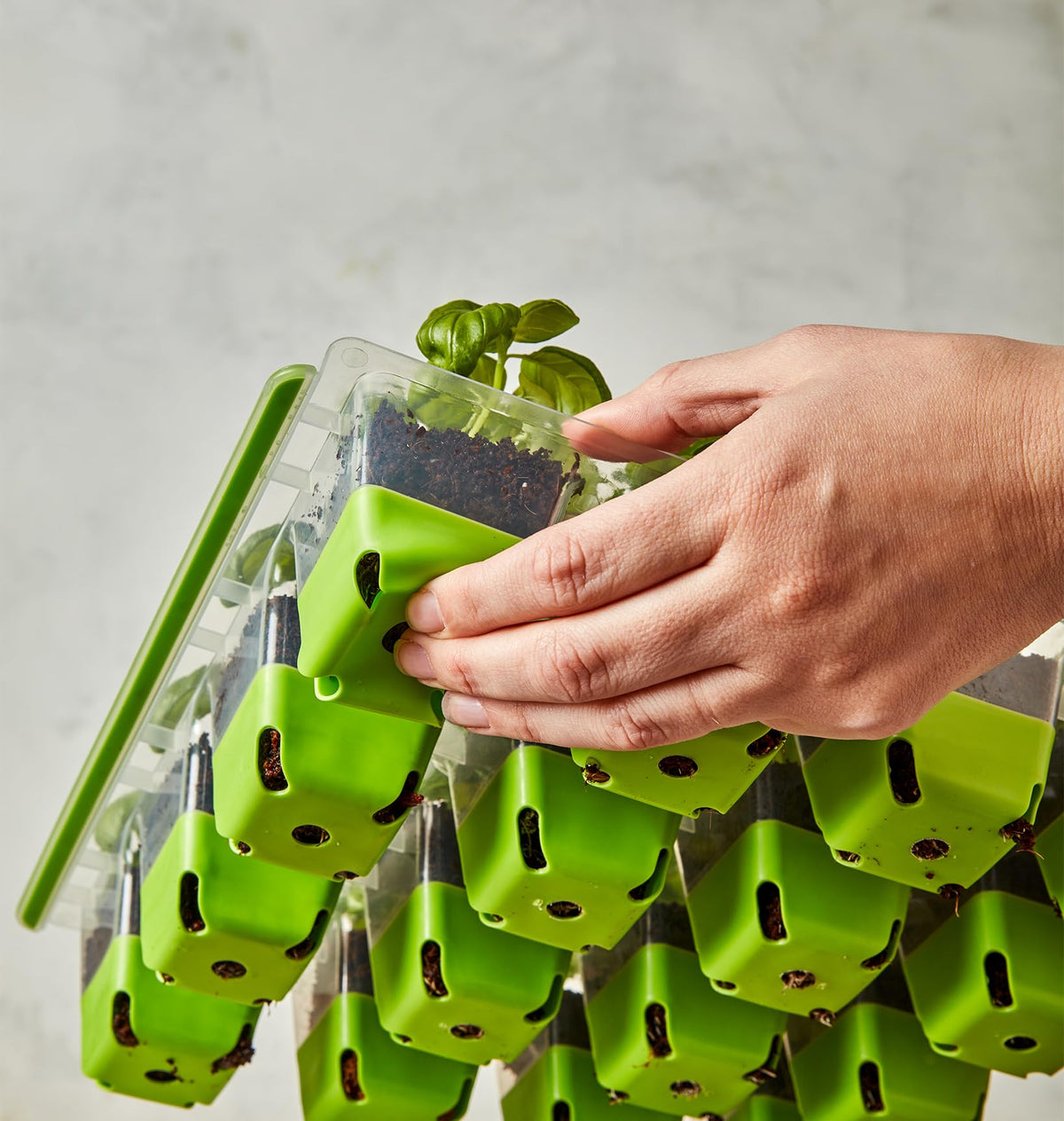 Burpee SuperSeed Plant-o-Gram label guides seedling identification