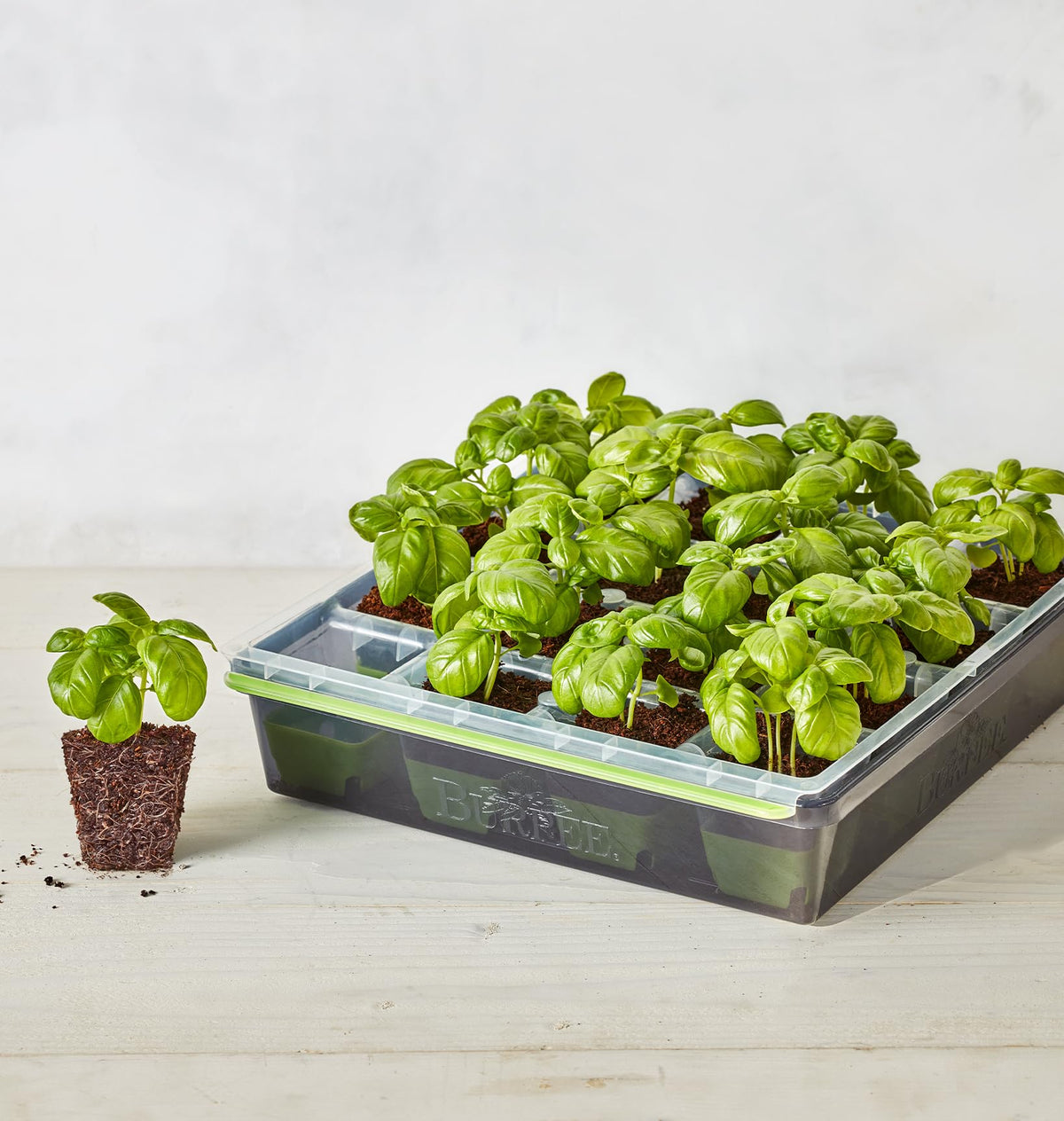 Burpee SuperSeed pop-out cells for stress-free transplanting