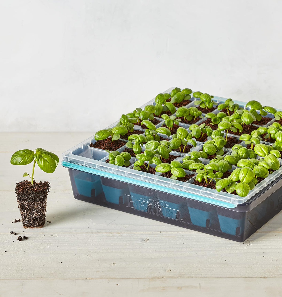 Burpee SuperSeed tray with raised edge helps contain water during watering.
