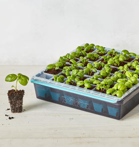 Burpee SuperSeed tray with raised edge helps contain water during watering.