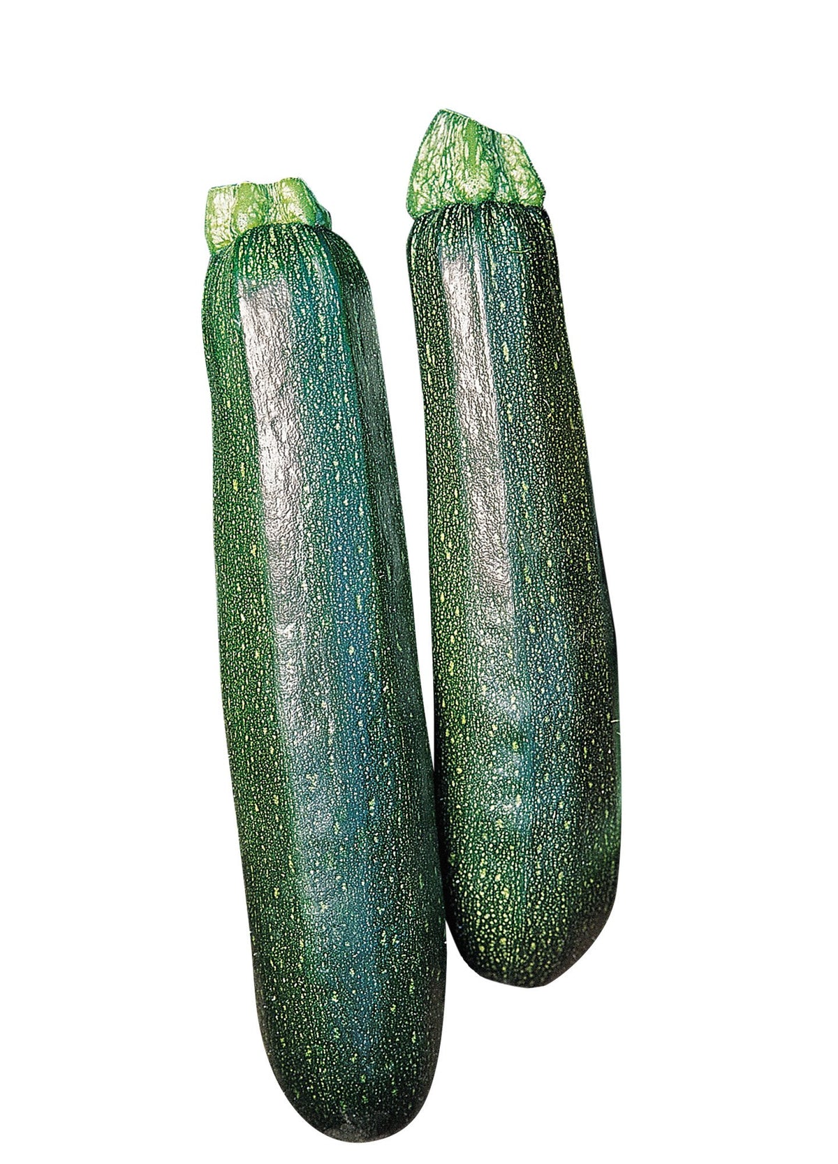 Burpee Sure Thing zucchini seeds packet ready for early harvest in cooler weather.