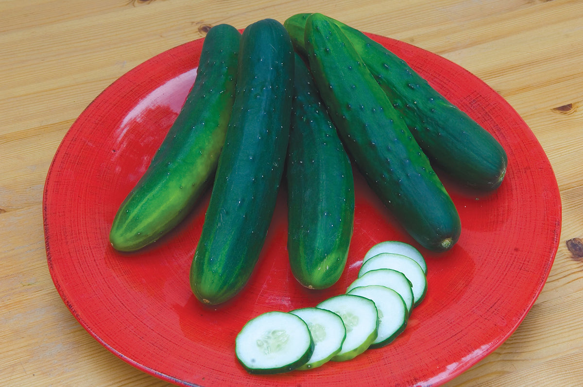 Close-up of Burpee cucumber seeds highlighting easy sowing and sweet harvest potential