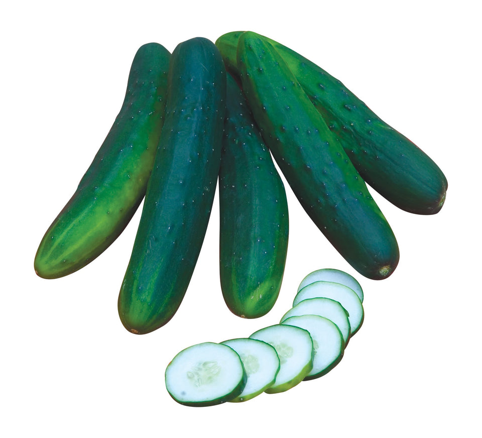 Burpee Sweet Burpless cucumber seeds packet close-up for thriving organic gardens