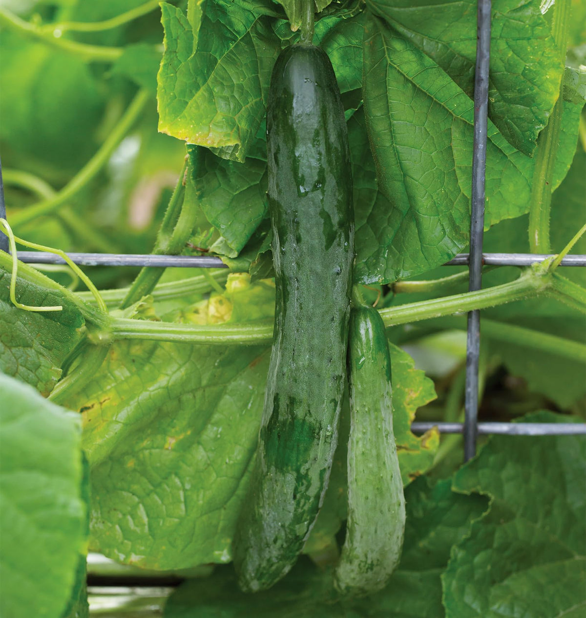 Burpee Sweet Success non-GMO seeds with 20 seeds per packet.
