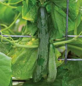 Burpee Sweet Success non-GMO seeds with 20 seeds per packet.