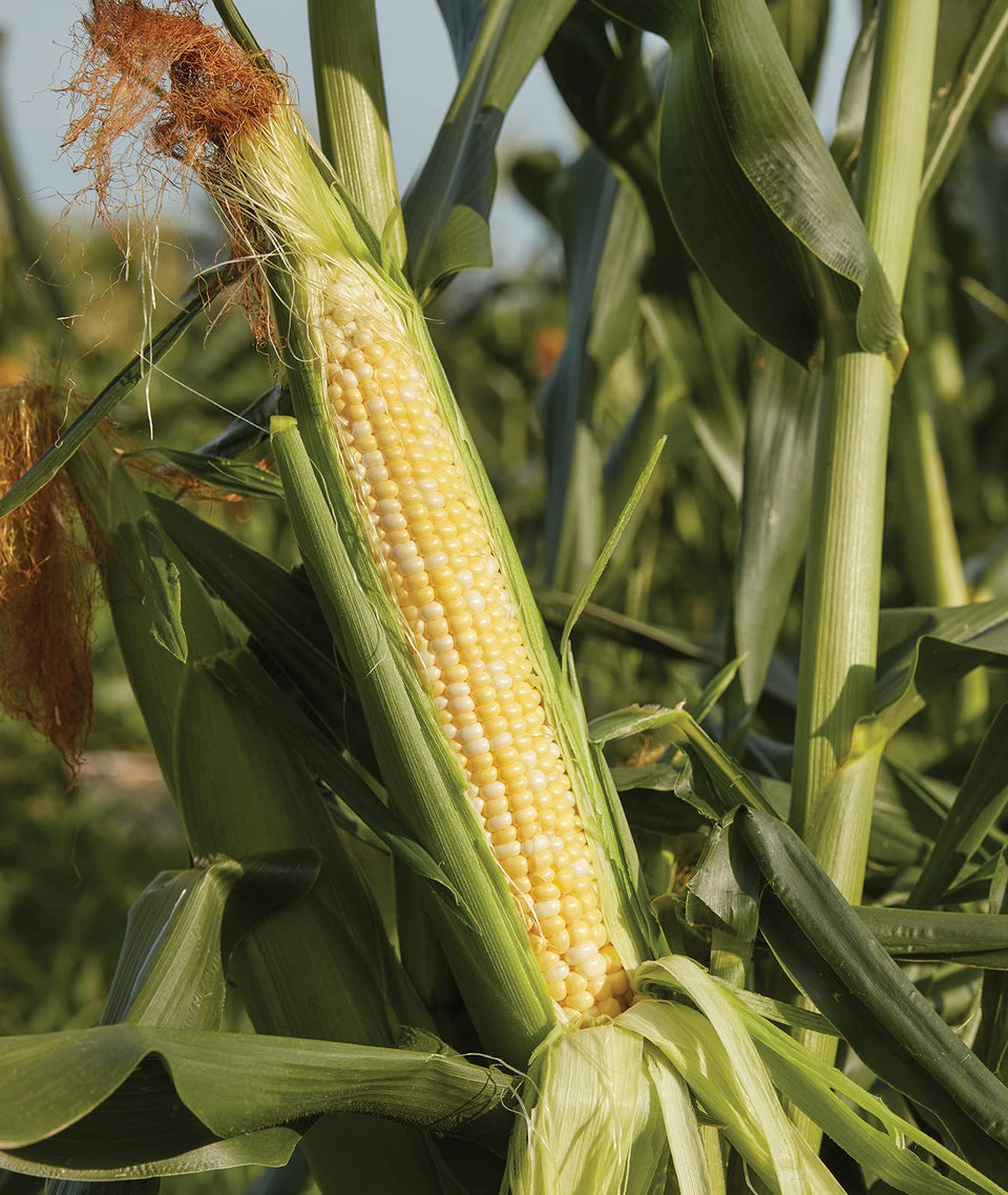 Burpee Sweetness corn ears glistening with kernels, ideal for fresh on-the-cob meals.