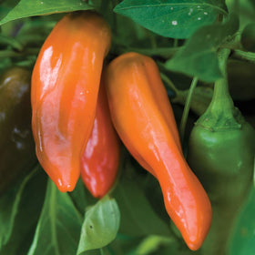 Close-up of Burpee Tangerine Dream peppers on the plant, ideal for quick pickling