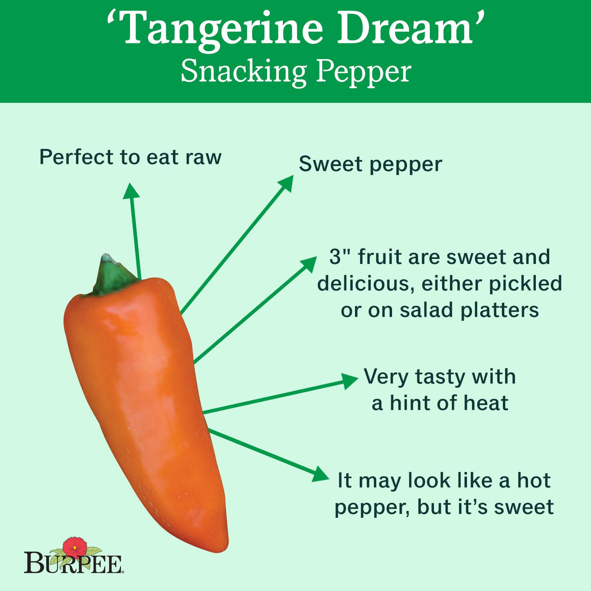 Burpee Tangerine Dream pepper plants in a sunny garden bed with glossy fruit