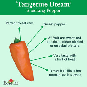 Burpee Tangerine Dream pepper plants in a sunny garden bed with glossy fruit