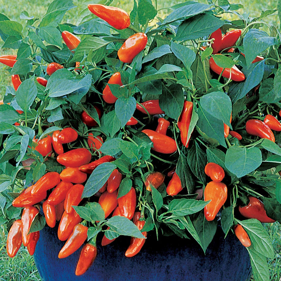 Burpee Tangerine Dream seed packet showing bright orange peppers ready for salads