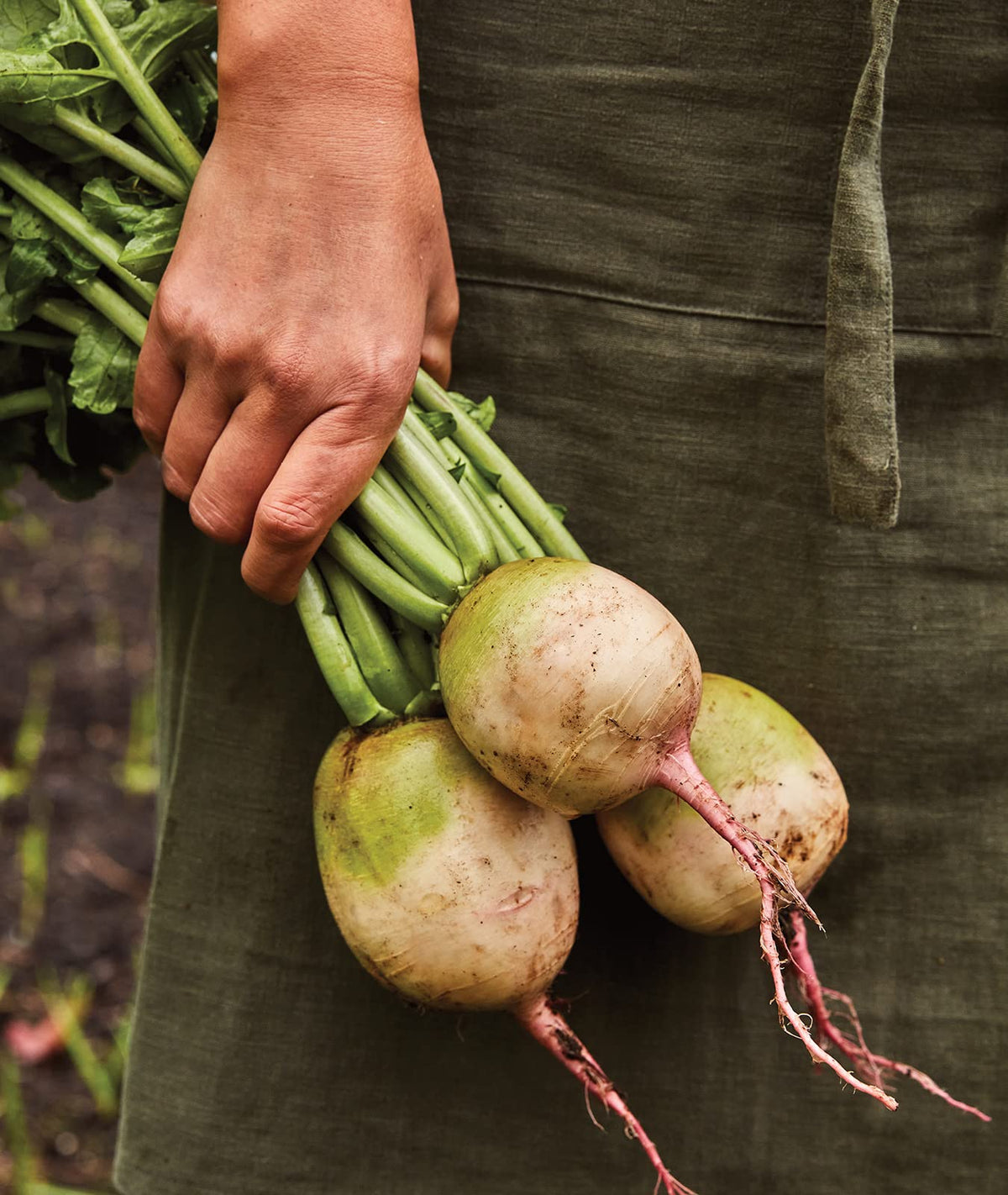 Burpee Watermelon Radish greens thinnings can become microgreens.