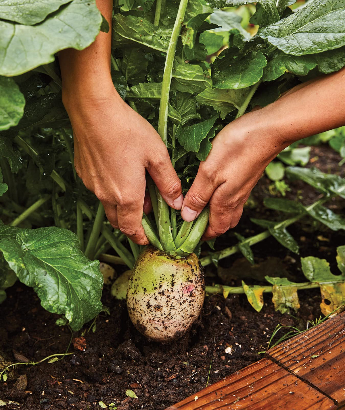 Burpee Watermelon Radish harvest can reach 3 to 3.5 inch roots.