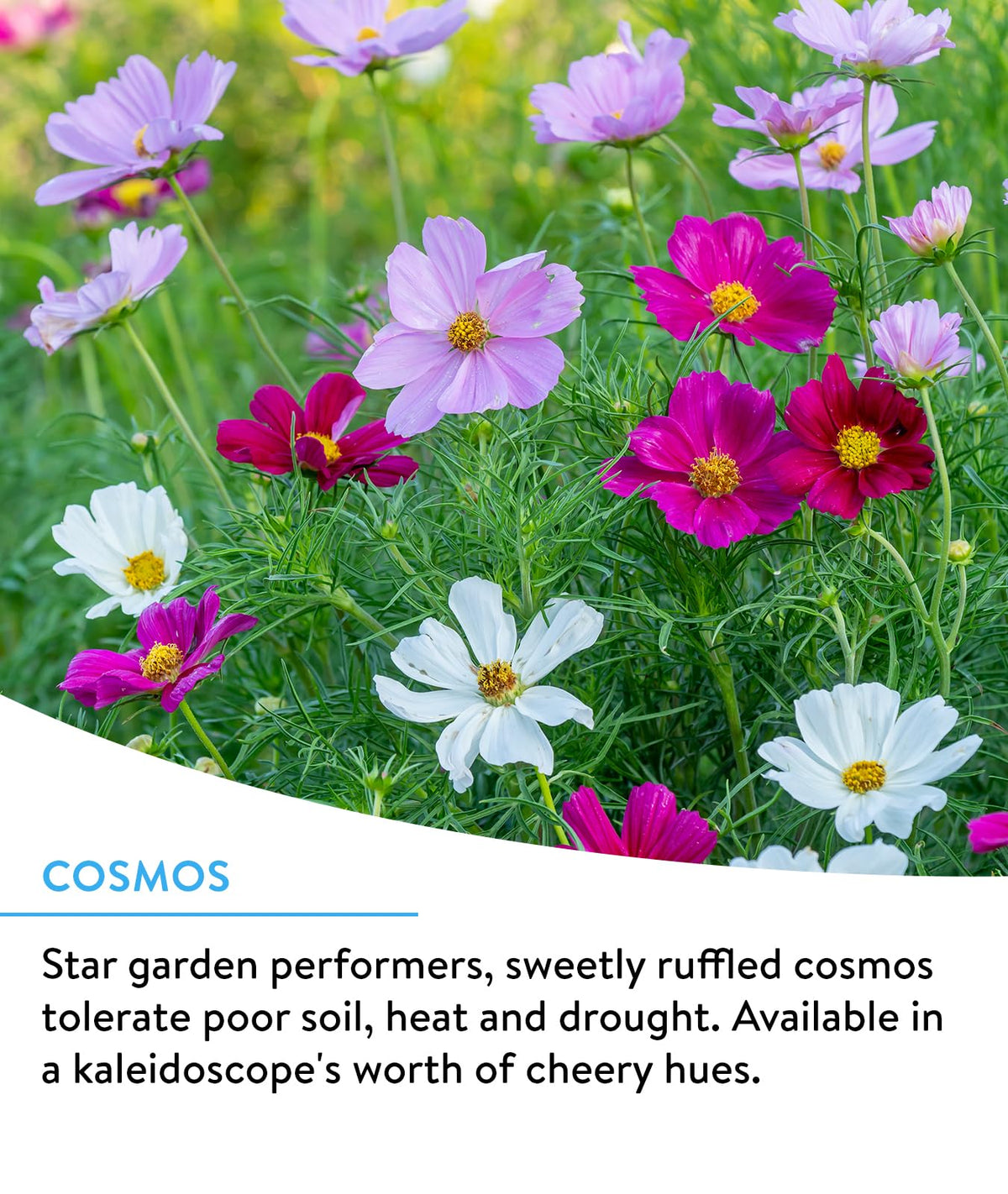 Burpee Wildflower covers up to 1,000 square feet with easy scattering sowing