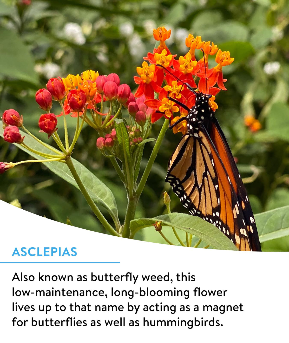 Burpee wildflower mix field of blooms featuring 18 varieties for a pollinator garden