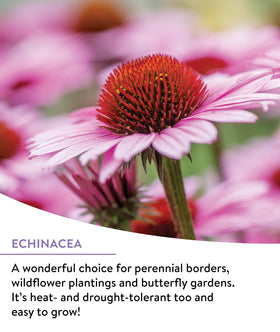Burpee Wildflower 18-varieties mix for a vibrant pollinator garden.
