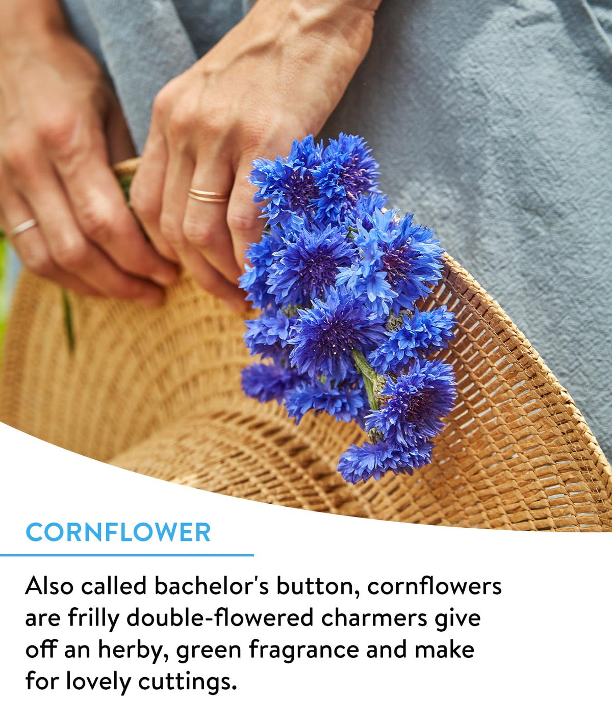 Butterflies and hummingbirds visit Burpee flowers in this mix for seasonal color